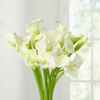 Buy 20 White Calla Lilies in Glass Vase