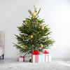 4 to 5 Feet Fresh Christmas Tree And Decorations Online