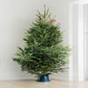 Gift 5 to 6 Feet Fresh Christmas Tree And Decorations