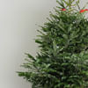 Buy 5 to 6 Feet Fresh Christmas Tree And Decorations