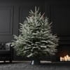 Buy 6 to 7 feet  Winter Wonder Fresh Christmas Tree With Decoration