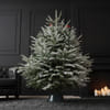 Gift 7 to 8 Feet Winter Wonder Fresh Christmas Tree With Decoration