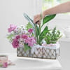 Buy A Walk in the Garden Basket