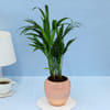 Gift Adorable Areca Palm Plant