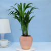 Adorable Areca Palm Plant Online