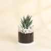 Gift Adorable Haworthia Succulent With Glass Planter