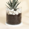 Shop Adorable Haworthia Succulent With Glass Planter