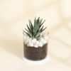 Adorable Haworthia Succulent With Glass Planter Online