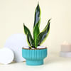 Adorable Snake Superba Plant with Green Vase Online