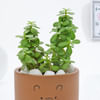 Shop Adorable Teddy Terracotta Planter And Jade Plant
