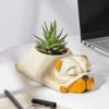Gift Adorable Zebra Succulent Plant With Sleepy Pub Planter
