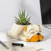 Buy Adorable Zebra Succulent Plant With Sleepy Pub Planter
