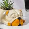 Shop Adorable Zebra Succulent Plant With Sleepy Pub Planter