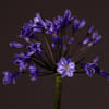 Agapanthus Intermedius | Atlantic Ocean (Bunch of 10) Online