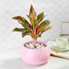 Gift Aglaonema Lipstick  in Pink Round Pot