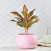Buy Aglaonema Lipstick  in Pink Round Pot