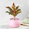 Aglaonema Lipstick  in Pink Round Pot Online