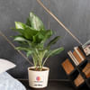 Aglaonema Manila Beauty Customized with logo and Name Online