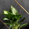 Gift Aglaonema Manila Plant Customized with logo