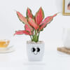 Aglaonema Pink Beauty In Blossom Planter Online