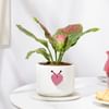 Gift Aglaonema Pink Beauty In Heart Knot Pot