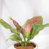 Shop Aglaonema Pink Beauty In Heart Knot Pot