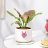 Aglaonema Pink Beauty In Heart Knot Pot Online