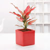 Buy Aglaonema Pink Plant With Red Planter