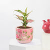 Gift Aglaonema Plant with Pichwai Planter