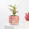 Buy Aglaonema Plant with Pichwai Planter