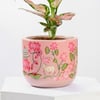 Shop Aglaonema Plant with Pichwai Planter