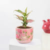 Gift Aglaonema Plant with Teracotta Pot