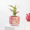Buy Aglaonema Plant with Teracotta Pot