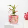 Gift Aglaonema Plant with Terracotta Pot for Mother's Day