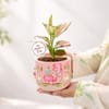 Shop Aglaonema Plant with Terracotta Pot for Mother's Day