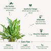 Shop Aglaonema Snow White Plant