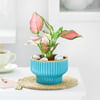 Aglaonema Wishes Online