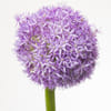 Allium Globemaster (Bunch of 5) Online