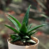 Gift Aloe Vera Mini Plant Customized with logo