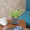 Gift Aloe Vera Plant in a Gorgeous Ceramic Pot