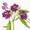 Alstroemeria Carline (Bunch of 10) Online