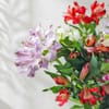 Shop Alstroemeria Dreams