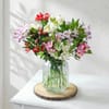 Alstroemeria Dreams