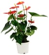 Anthurium