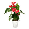 Anthurium Plant Online