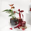 Shop Anthurium Plant with Jasmine Candle