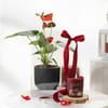 Anthurium Plant with Jasmine Candle