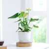 Gift Anthurium Plant With Planter And Plate