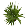 Shop Areca Palm In Unbreakable Planter - Customized With Logo