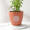 Buy Aromatic Holy Basil Plant